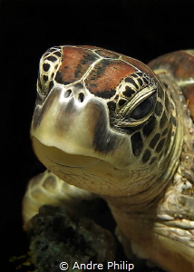 Turtle - Portrait by Andre Philip 